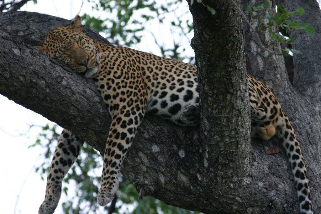 sleeping-leopard_3365495133_o