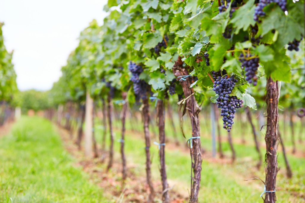 wine (10)