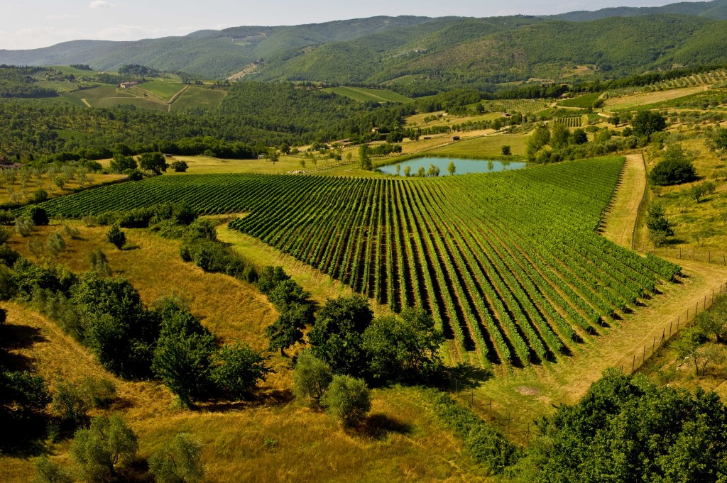 Vigna Panoramica rid