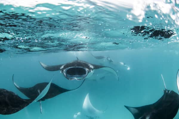 Four Seasons Resort Maldives at Landaa Giraavaru