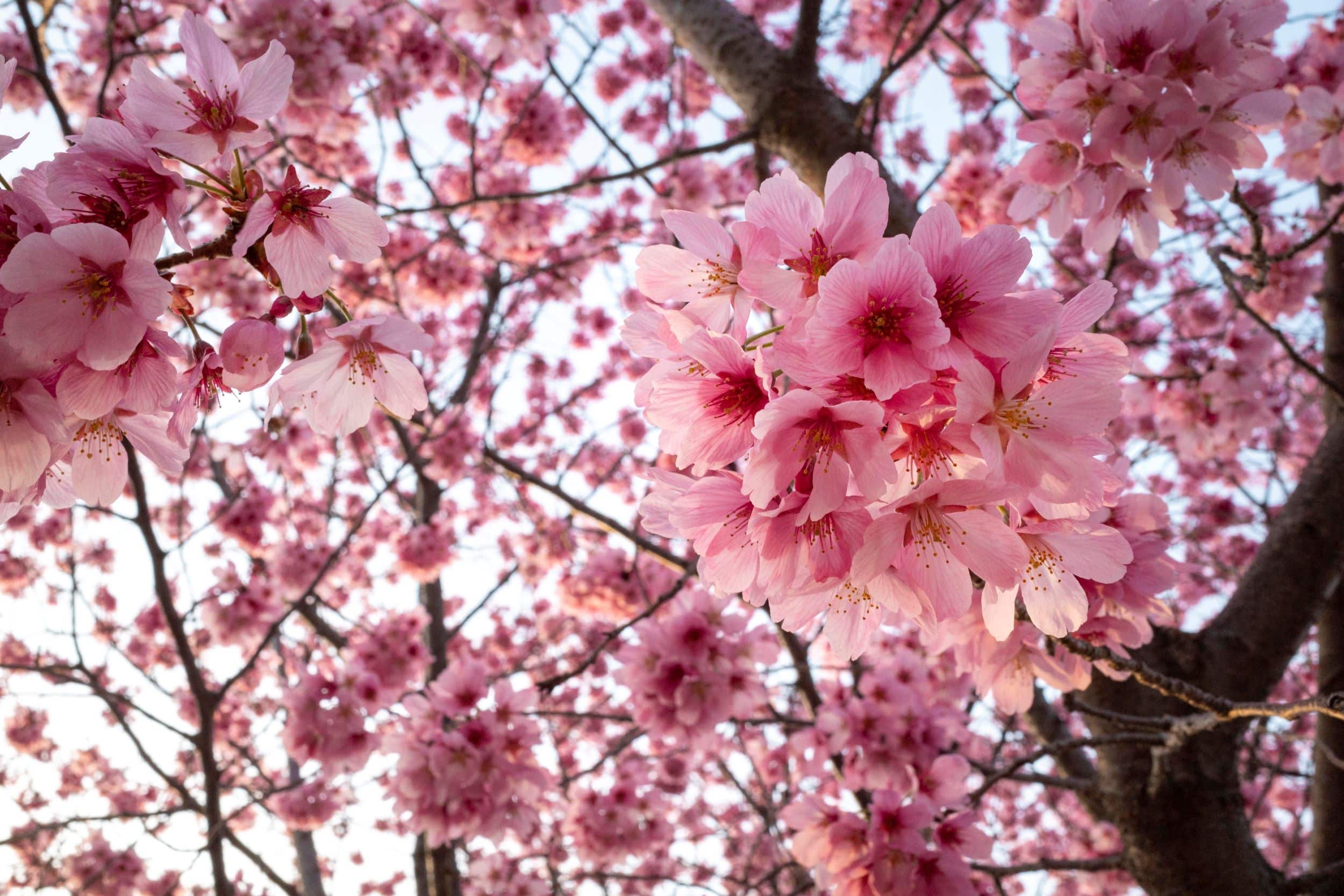Cherry blossom
